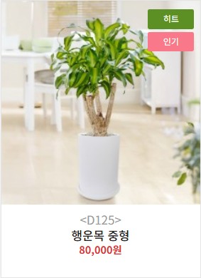 개업화분 대형